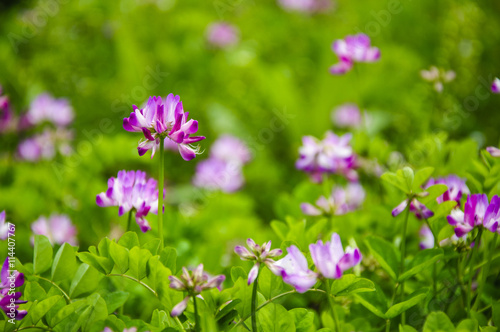 Obraz na płótnie Beautiful blossoming astragalus flowers in spring
