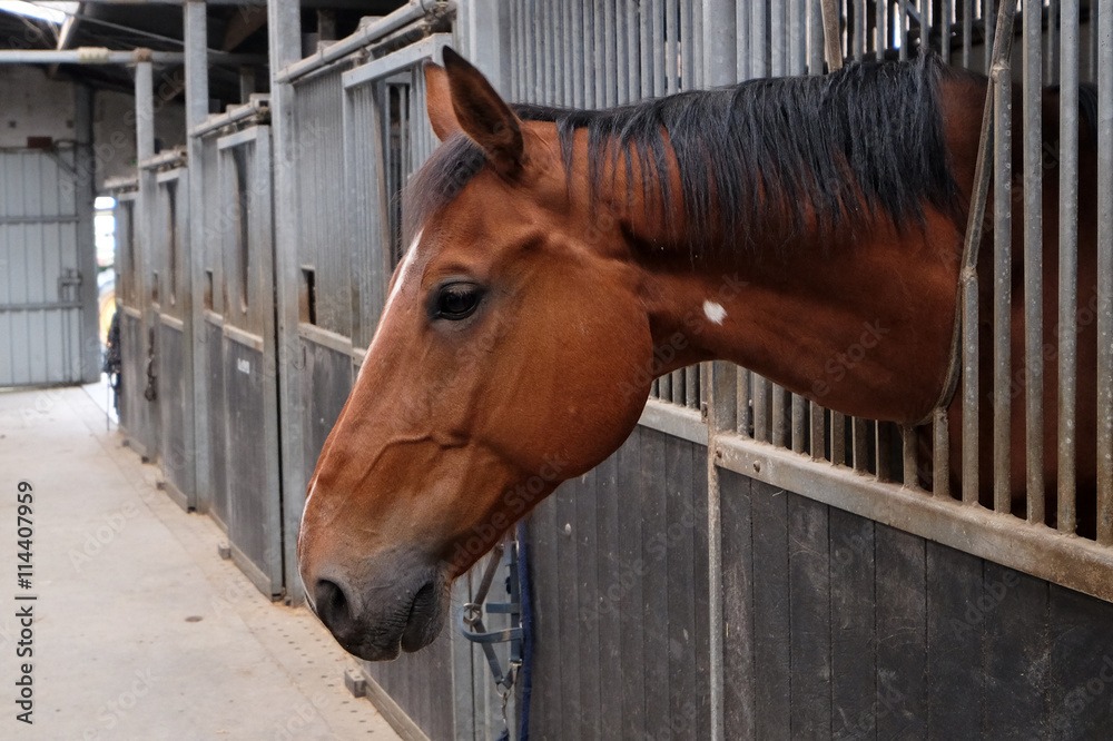 Fototapeta premium Cheval dans un box