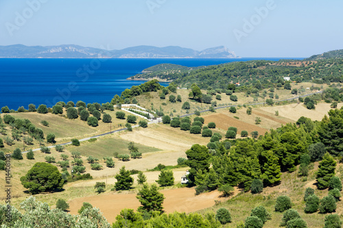 view of the fields of olives and the sea in Halkidiki Greece