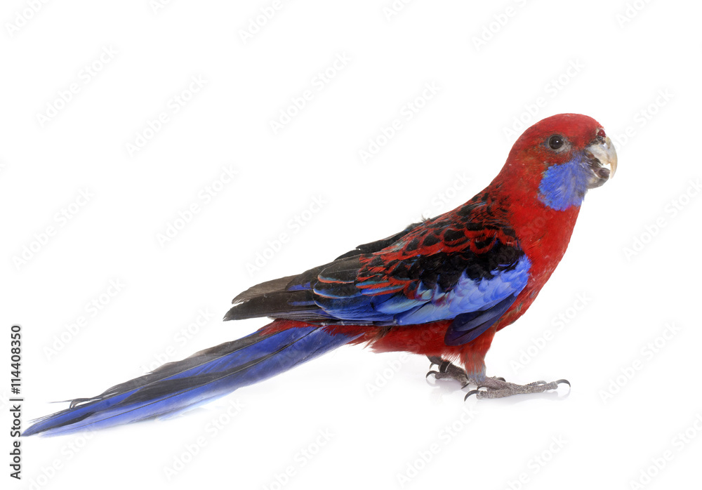 Fototapeta premium Crimson rosella in studio