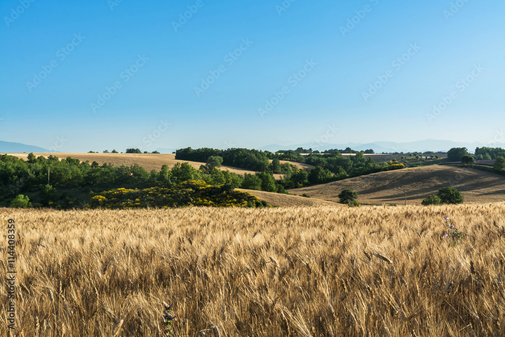 paysage de campagne avec champ de blé