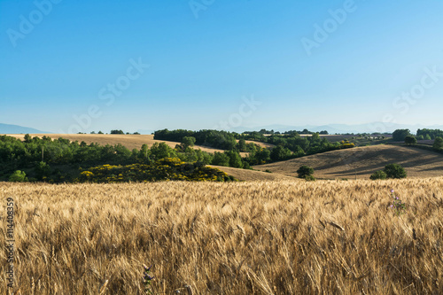 paysage de campagne avec champ de bl  