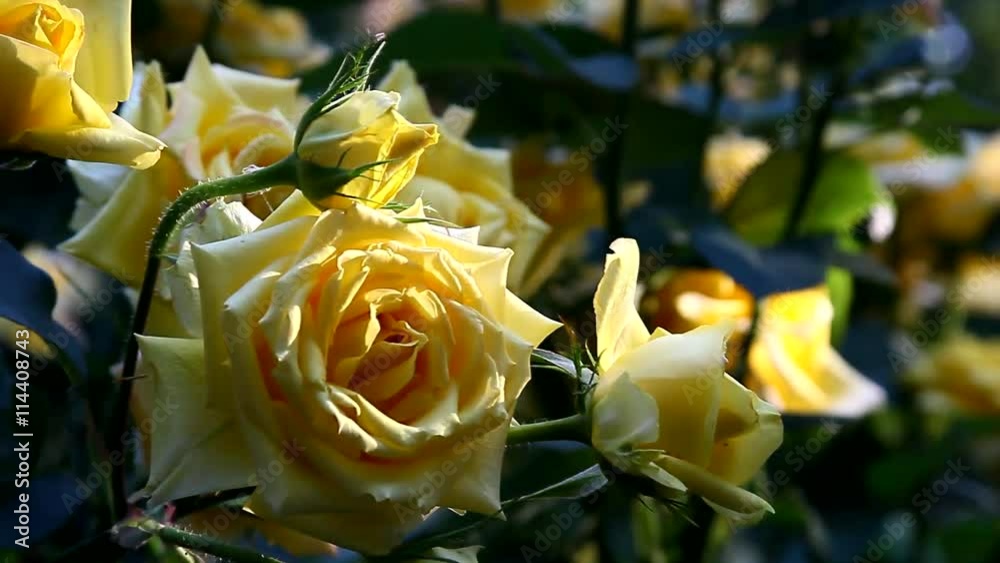 Roses in the evening light in the garden