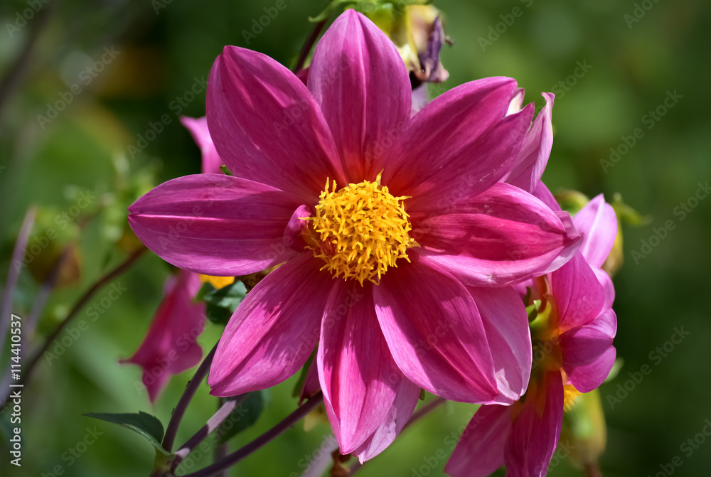 Beautiful pink flower Beautiful pink flower
