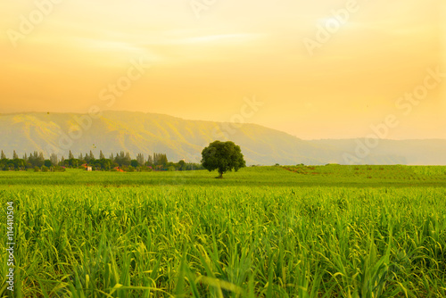 Tree, Paddy field, Landscape and golden hour.