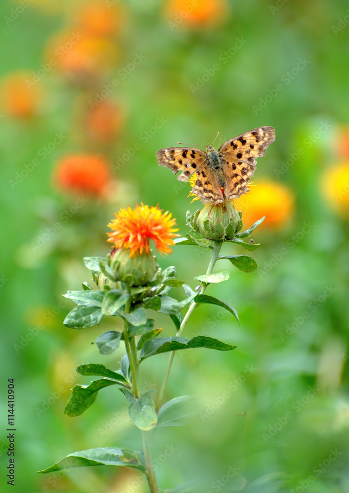 Obraz premium 紅花に蝶