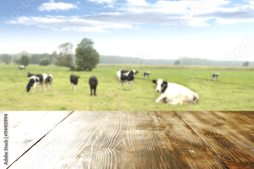 table background and cows 