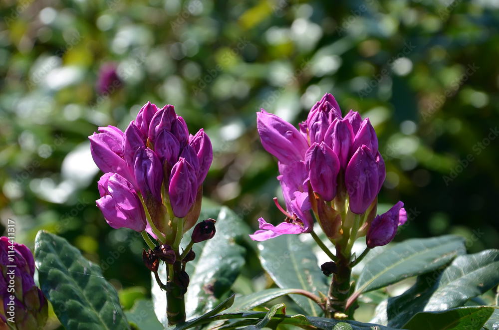 detail of summer flowering purple flower in the nature