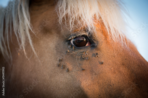 Chevaux photo