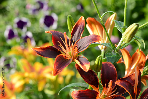 Fototapeta Naklejka Na Ścianę i Meble -  Blumen 607
