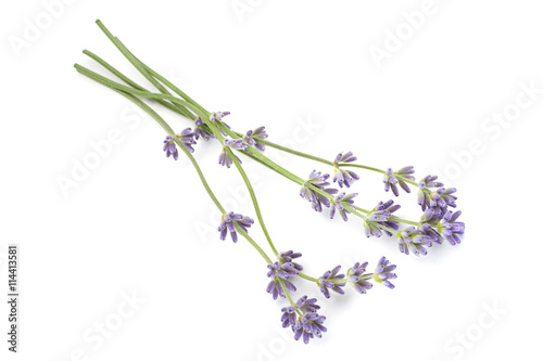 Lavender plant blossom