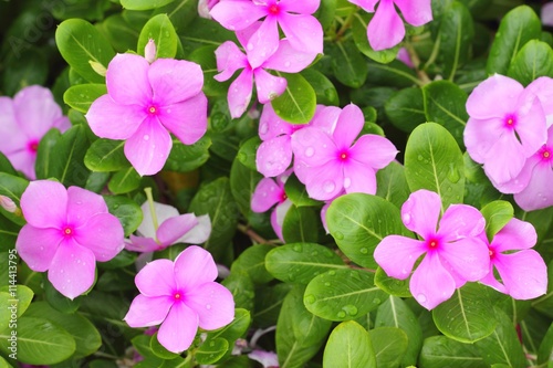 Catharanthus roseus photo