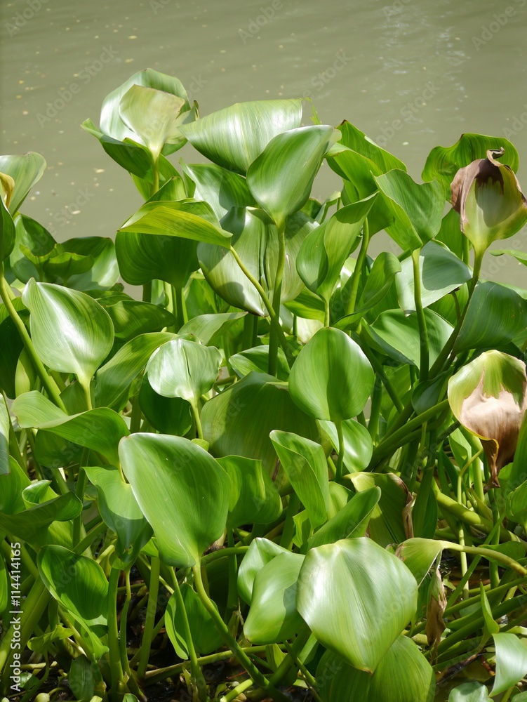 Obraz premium Hyacinth Beach