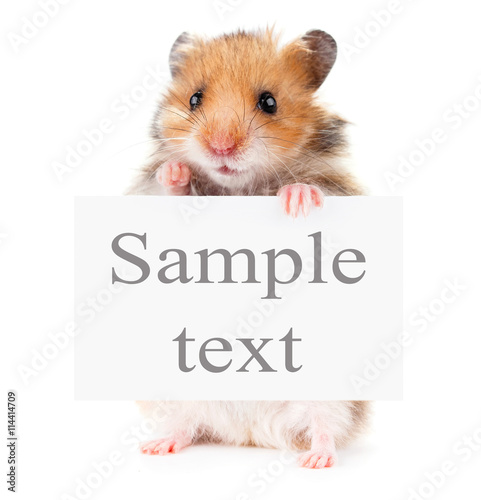 Little hamster hanging its paws over a white banner
