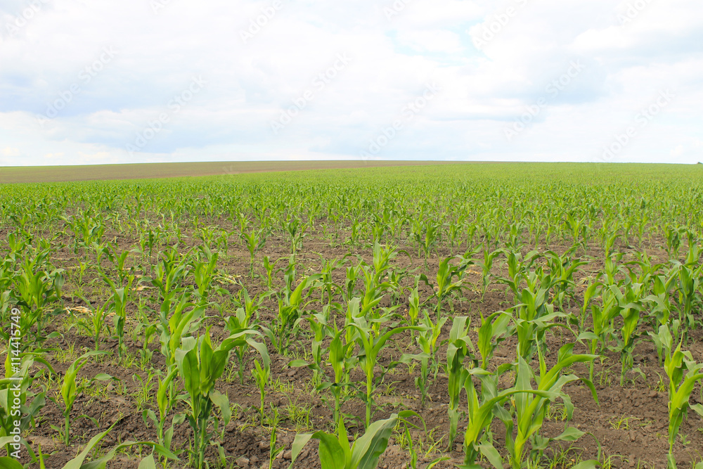 Young corn plants on field