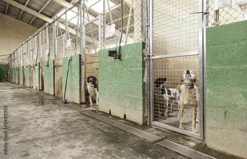 Sad dog cages