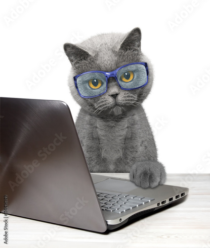 Fototapeta Naklejka Na Ścianę i Meble -  Cat using laptop or notebook