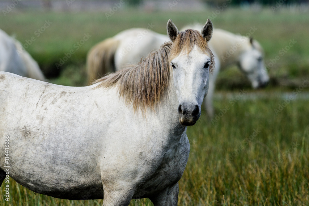 Obraz premium Konie na wolności