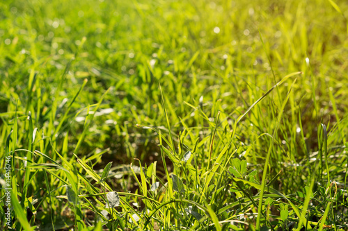 fresh summer green grass background; selective focus