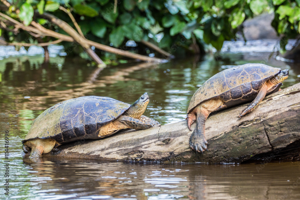 Tortuguero, Costa Rica, wild turtles.