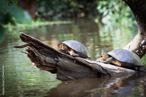 Tortuguero, Costa Rica, wild turtles. photo