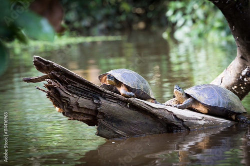 Obraz na płótnie Tortuguero, Costa Rica, wild turtles. w salonie