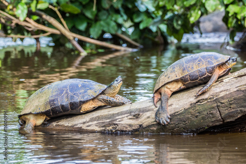 Obraz na płótnie Tortuguero, Costa Rica, wild turtles. w salonie