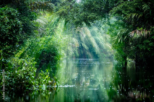 Into The Rainforest photo