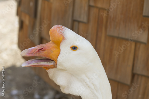 Closeup of head of white goose.