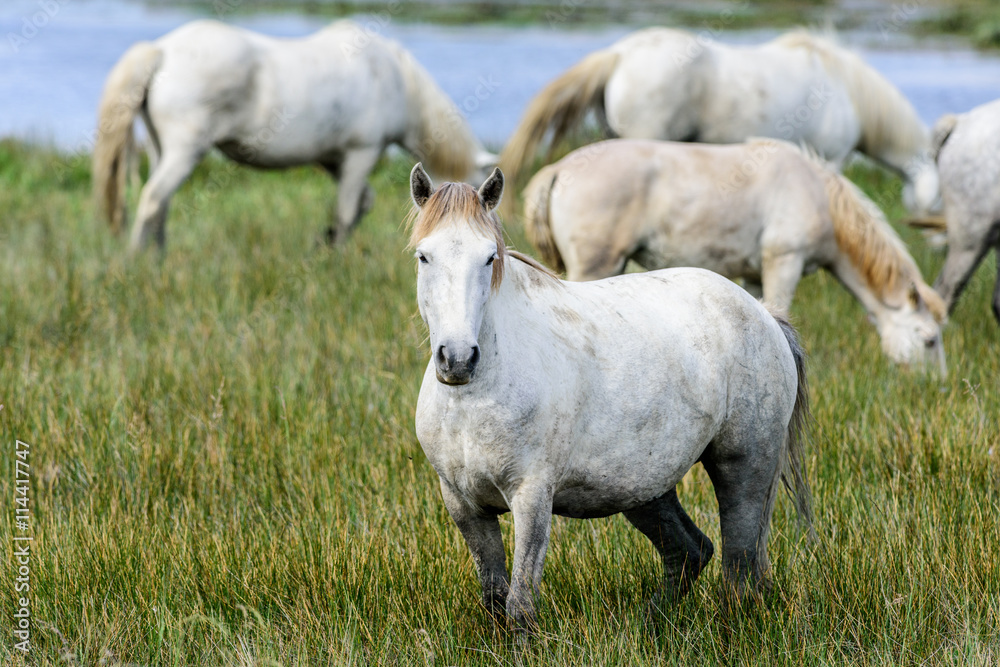 Obraz premium Cavalli allo stato brado