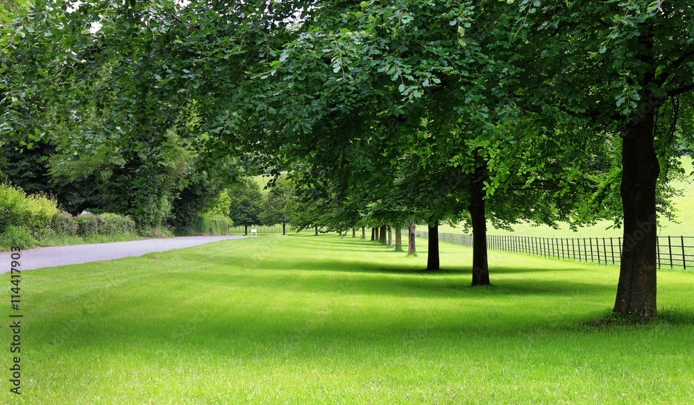An Avenue trees in an English park