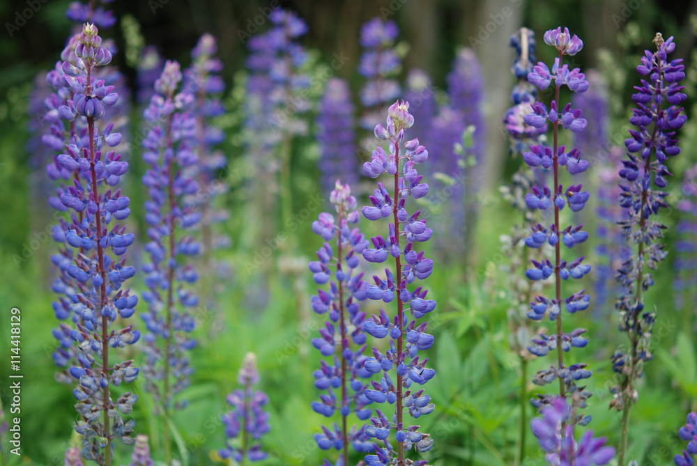 Fototapeta premium Background with many lupines
