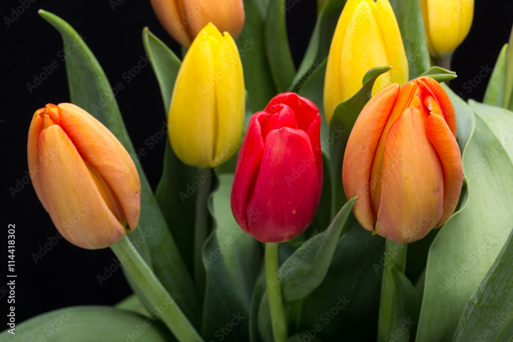 colorful bouquet of fresh spring tulip flowers colorful bouquet of fresh spring tulip flowers