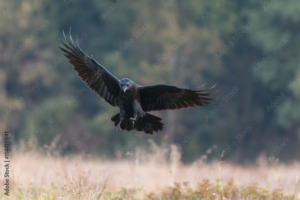 Obraz premium Birds - Common Raven (Corvus corax)