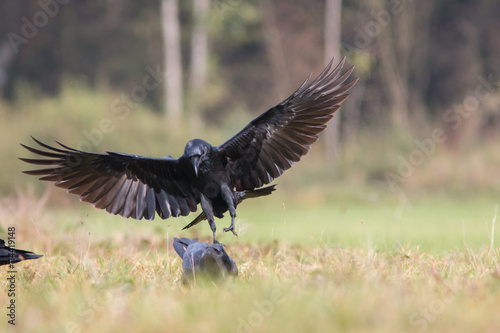 Birds - Common Raven (Corvus corax) #114419148