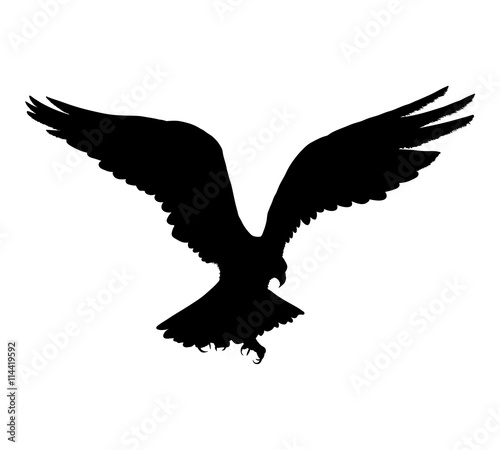 Eagle flying silhouette isolated on white background. Vector illustration
