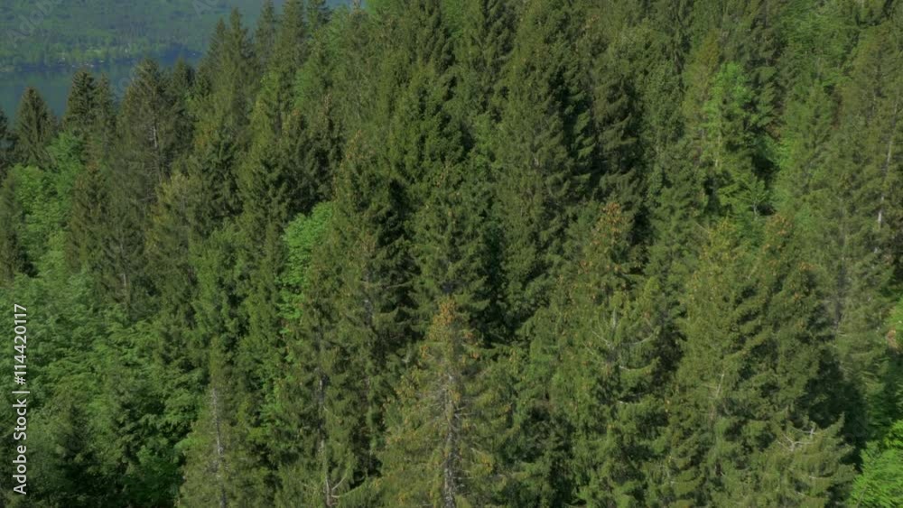 Reveal alpine lake after passing spruce forrest
Reveal alpine lake after passing spruce forrest