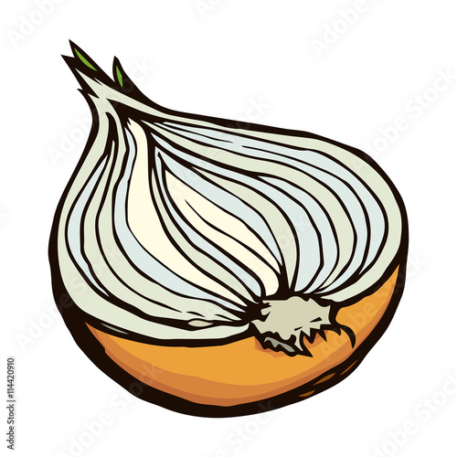 Half of onions. Vector drawing