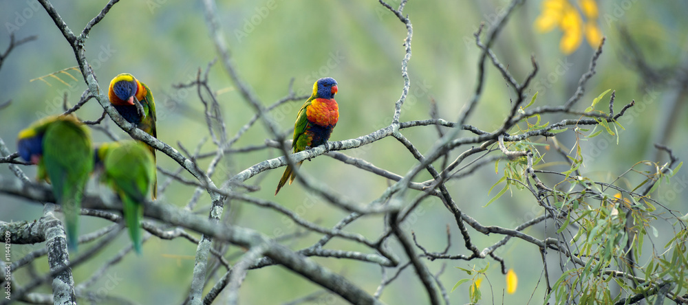 Rainbow lorikeets out in nature during the day, Queensland. Rainbow lorikeets out in nature during the day, Queensland.
