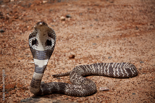 Kobra auf Sri Lanka