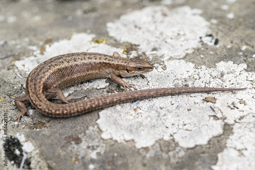 Viviparous lizard