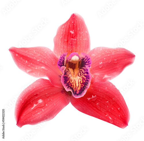 Orchid flower isolated on white