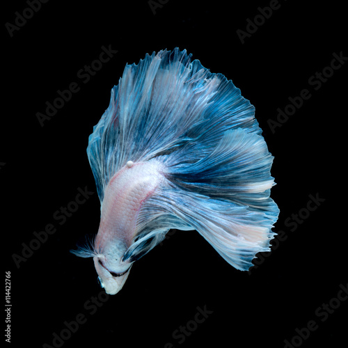 Blue betta fish isolated on black background © Jirawatfoto