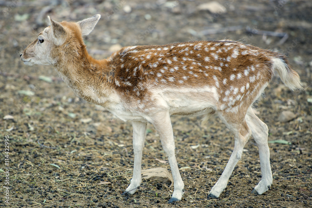 Deer outside during the day in Queensland. Deer outside during the day in Queensland.
