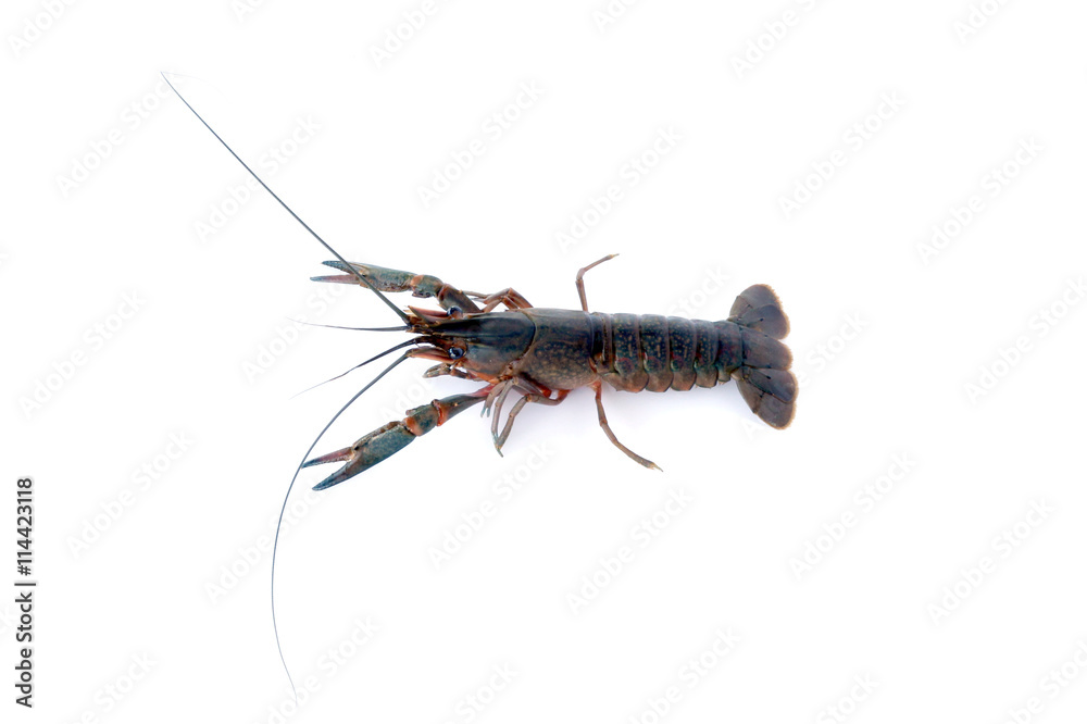 Image of lobster isolated on white background. Image of lobster isolated on white background.