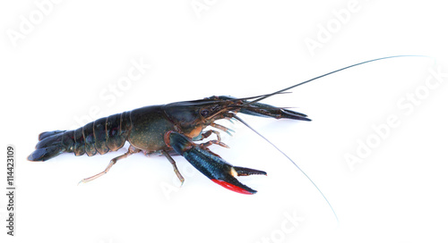 Image of lobster isolated on white background.