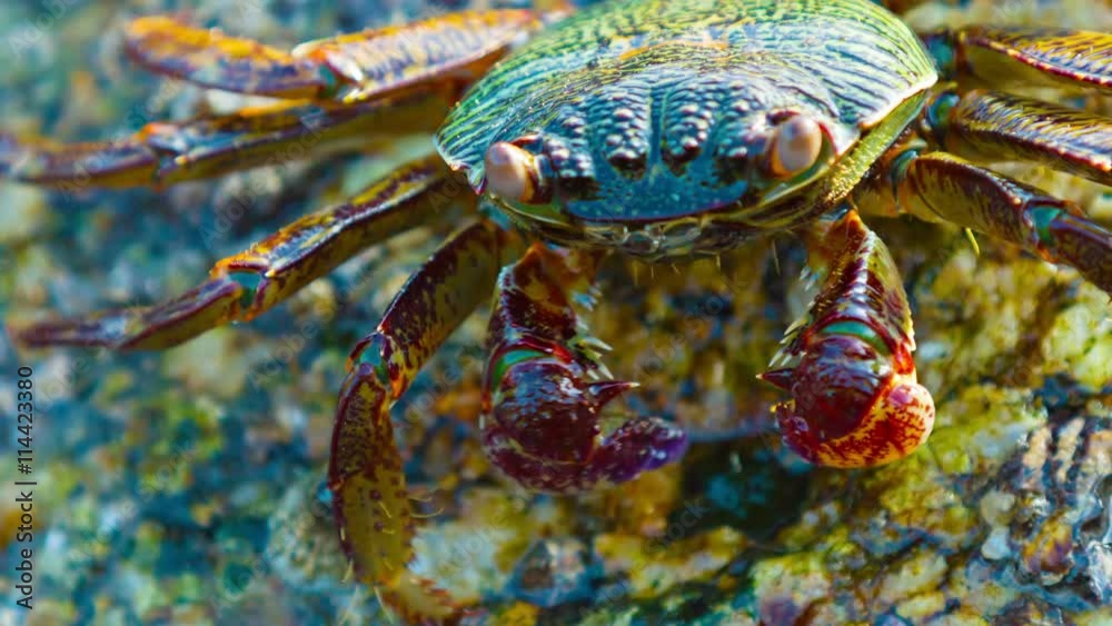 Grapsus tenuicrustatus. Crab feeds on the surface of the stone close up Grapsus tenuicrustatus. Crab feeds on the surface of the stone close up