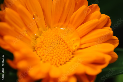 Orange flower with dew