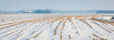 Curved rows of maize stubbles in snow
