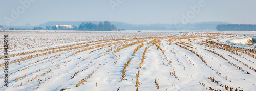 Curved rows of maize stubbles in snow